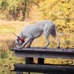 Dog Trace DOG GPS X25T - Ovratnik za drugog psa - naranča