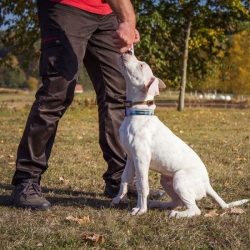 Dog Trace Elektronska ogrlica za treniranje d-control professional 1000 ONE - crno